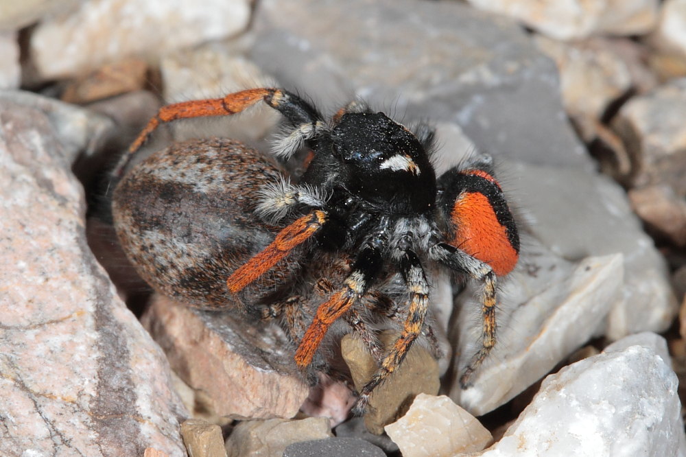 Philaeus chrysops (servizio fotografico completo)